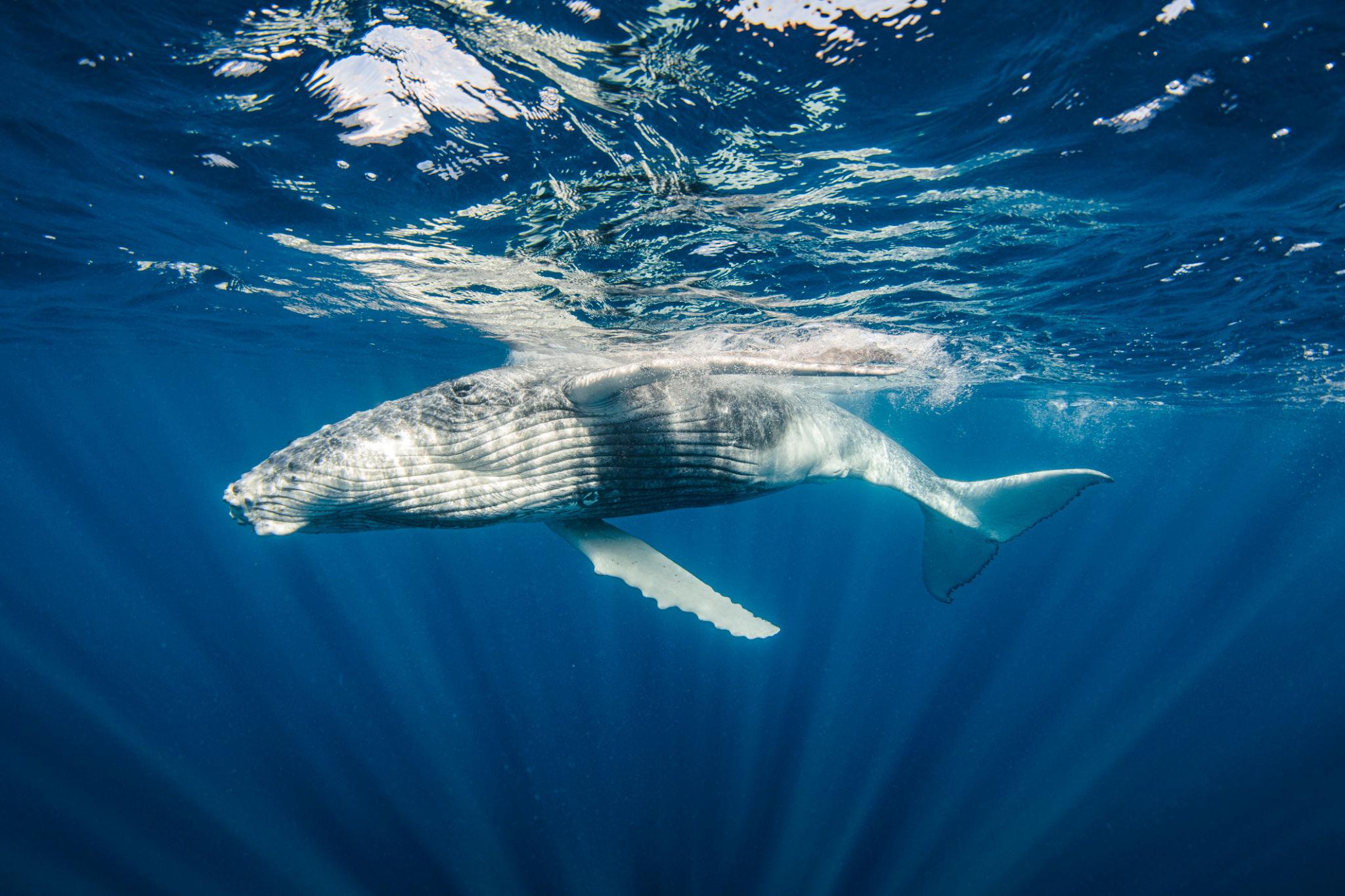 Wal in der Ostsee Heilpraktiker